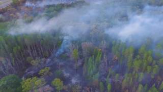 Tampa Florida Flatwoods Park Forest Fire