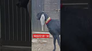 #totapuri #bakra #bakramandi #viral #bitalbakri #totapuribakri #trending #trendingshortsvideo