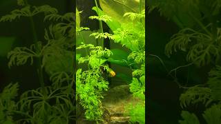 Chilled out tank #aquarium #calming #fish #shorts #short #viral #subscribe