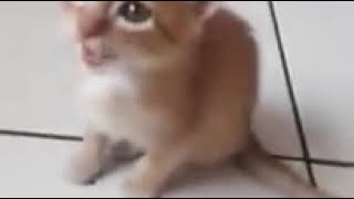 gato comer abóbora