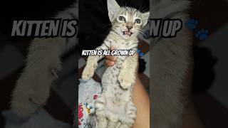 🐾Kitten is all Grown Up  😻           #kitten #kittens #kittensounds #kittenvideos #grownups #all