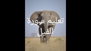 تعليم سورة الفيل للأطفال بصوت القارئ الحصريlearn surah al fiil (The Elephant)for children