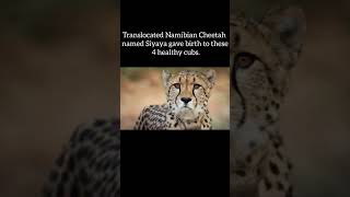 4 cheetah cubs born in Kuno National Park #kunonationalpark #cheetahcubs #momentous #shorts