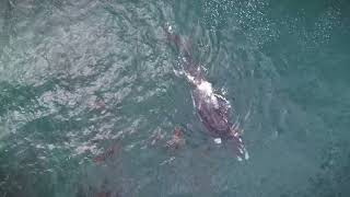 Southern Right Whales, Hermanus, Western Cape, sept 2023