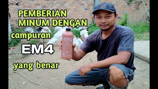 MANFAAT PEMBERIAN EM4 PADA AIR MINUM AYAM KALKUN