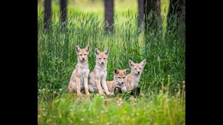 Urban Coyote pack sounds, Charlotte, North Carolina