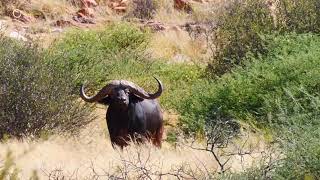 Exciting killing shot - Cape buffalo