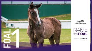 2021 Spruce Meadows Name the Foal, Presented by TELUS - Meet Foal #1!