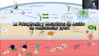 La Helicobacter pylori: Patogénesis y Mecanismo de Acción #helicobacterpylori #antibioticos