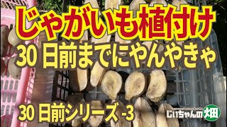 春じゃがいもを植える3日前にやらなきゃダメです、種ジャガイモの分割と切口の日干し乾燥。