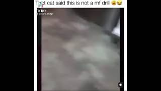 That cat said this is no mf drill 😂 #tiktok #shorts #viral