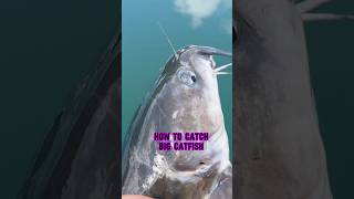 Guide To Catching BIG Catfish From The BANK!! 🎣 #shorts #fishing #catfish