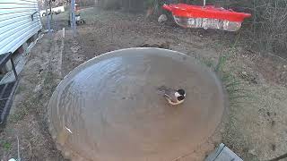 Mar 12 2022 Daily Backyard Birds UNEDITED Birdfy Cam #caughtonNetvue