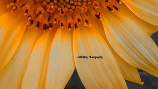 sunflower seeds harvesting சூரியகாந்தி விதை அறுவடை #விவசாயி  #balappadugai #nature #india #tamilnadu