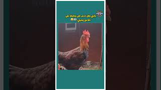 مقدرش دول حبايبي 😂