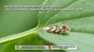 Березовая минирующая моль (Bucculatrix canadensisella Chambers, 1875)