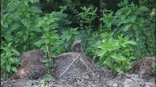 Groundhog, AKA Whistle Pig doing an alarm whistle