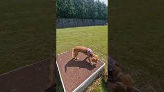 We Took The Poochies to K9 Academy Dog Field to play