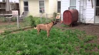 Belgian Malinois howling at sirens