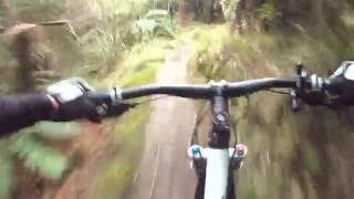 MTB: redwood forest Rotorua-Gun gotta