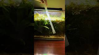 Vacuuming a dirty low tech tank