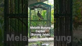 BURUNG CERDAS_BISA MANGGIL CEWEK 😀 (CARA MELATIH BURUNG) BURUNG JALAK #shorts #viral