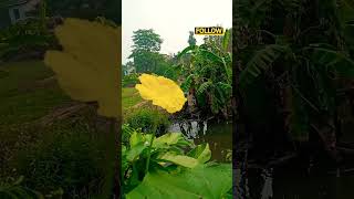 Enjoy this Nature with Bengali song #shorts #nature #bengali