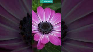 Tout savoir sur l'osteospermum marguerite africaine