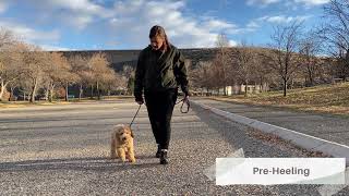 Walle - Goldendoodle Puppy Training - Boise, Idaho