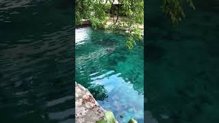 Mexico. Yucatan. Xcaret Park. Dolphins. Дельфины #yucatán #dolphins #xcaretpark #mexico #dolphin