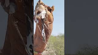 Big Camel shorts #shorts #shortsfeed #short #viral #trending #shortvideos #camels #animals #yt