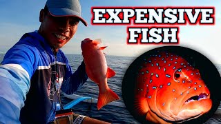 BLUE DOT CORAL TROUT  PLUS GT CATCH USING KATSURI JIGGER PRO ROD