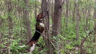 Treeing Walker Hound training for black bear.