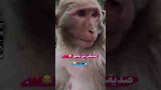 ستوريات انستا💜 صديقي من يحلق 💔😂