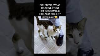 Куда делись бродячие животные в Дубае?🫢 #дубай2023 #дубай #отдыхвдубае #ОАЭ #бурджхалифа #джумейра