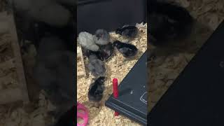 Fluffy Fun: Baby Chicks Taking a Dip in Grit Bowl