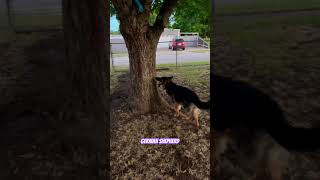 She’s very smart dog #germanshepherd #dog #doglover #dogtraining #puppy #jumping #cute