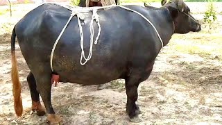 How to prevent prolapse in Buffalo/cow | گاہے ،بھینس میں پیچھا نکالنے یا اوانس کی وجوہات اور بچاؤ