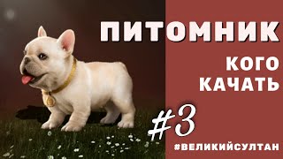 Кого качать? ПИТОМНИК #3. Игра Великий Султан. Питомцы. Животные.