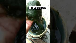 Tes Lumut batu kesukaan ikan nila merah//manohara//sayang lumut tak kuat lama