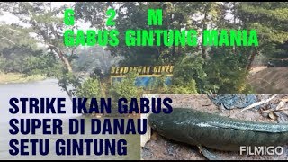 STRIKE IKAN GABUS SUPER DI DANAU SITU GINTUNG