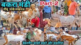 मंडी में आये बेहतरीन बरबरे बकरे और बकरियां 🐐🤗 |Nimbu Park Bakra mandi |Bakra Mandi live Update