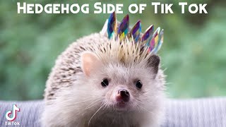 Hedgehog Side of Tik Tok