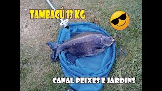 Pescaria - Tambacu 13 kg