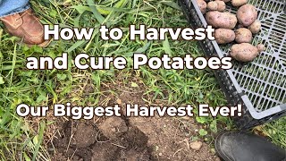 Harvesting, Curing, and Storing Potatoes | Our Biggest Harvest Ever