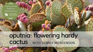 Flowering Hardy Cactus - Oputnia