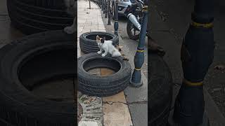 Araba lastiği ile oynayan #kedi