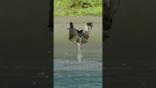 শরীরের তুলনায় অনেক সময় ভারী কাজ করাও সম্ভব। #birds #fish #reels #shorts #viral #natural