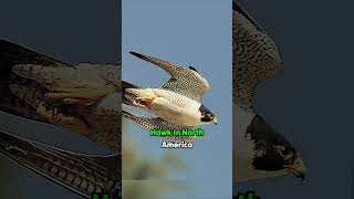 Peregrine Falcon | One Of The Fastest Eagle In The Animal Kingdom