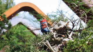 How to Master Grafting Strategies on a Juniper Bonsai